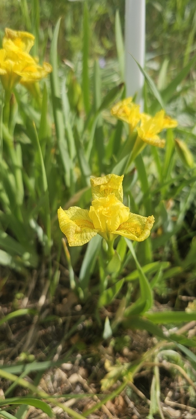 Iris psammocola