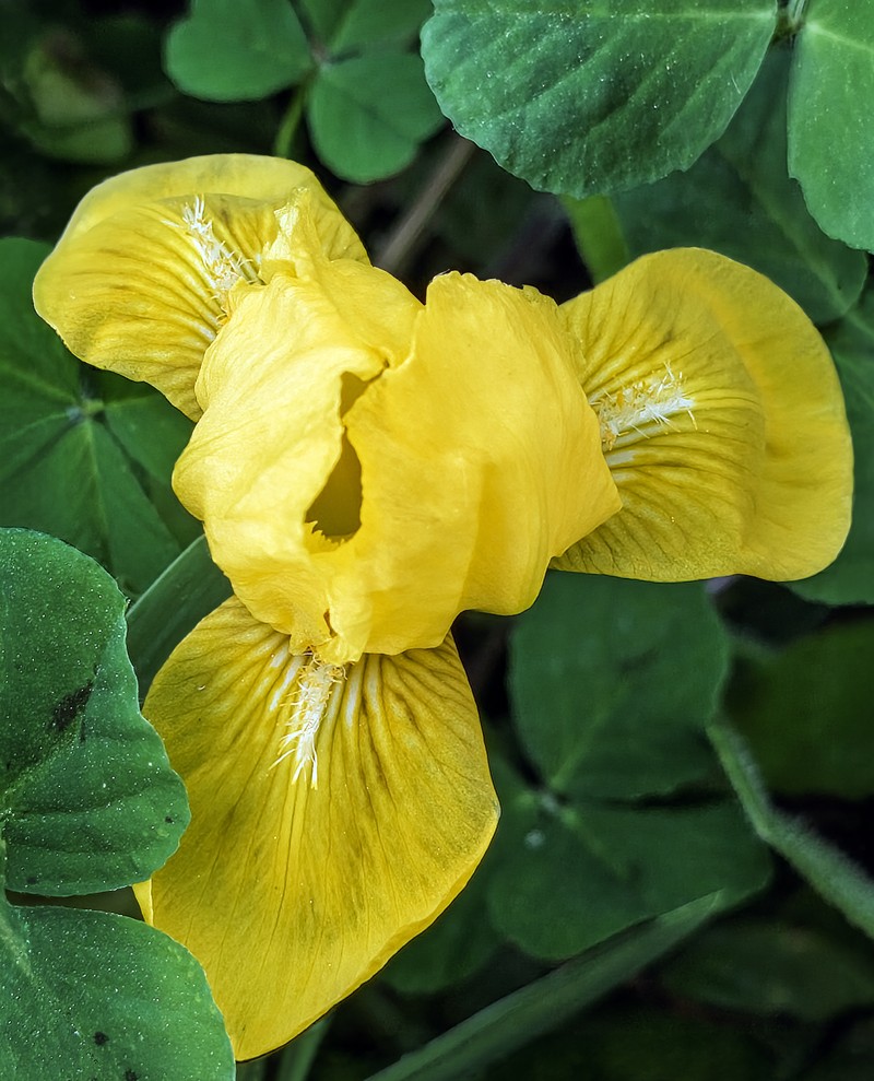 Paleyellow Iris photo 8