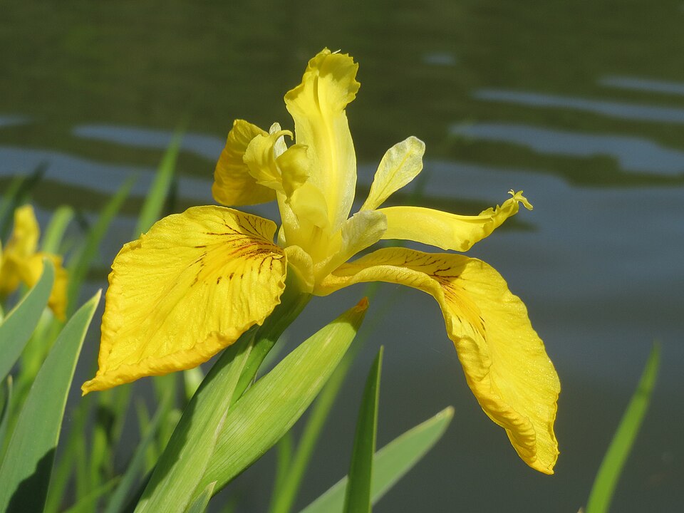 Paleyellow Iris photo 2
