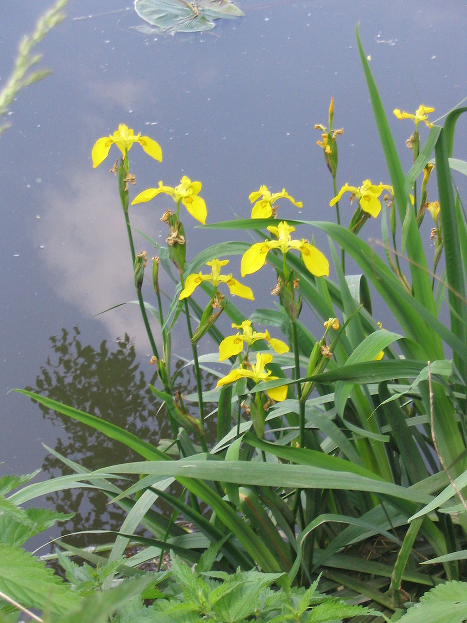 Paleyellow Iris photo 3