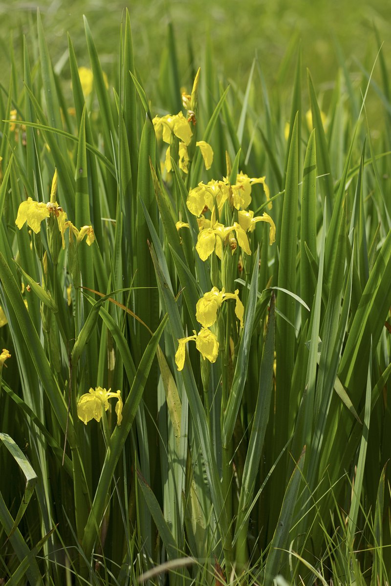 Paleyellow Iris photo 4