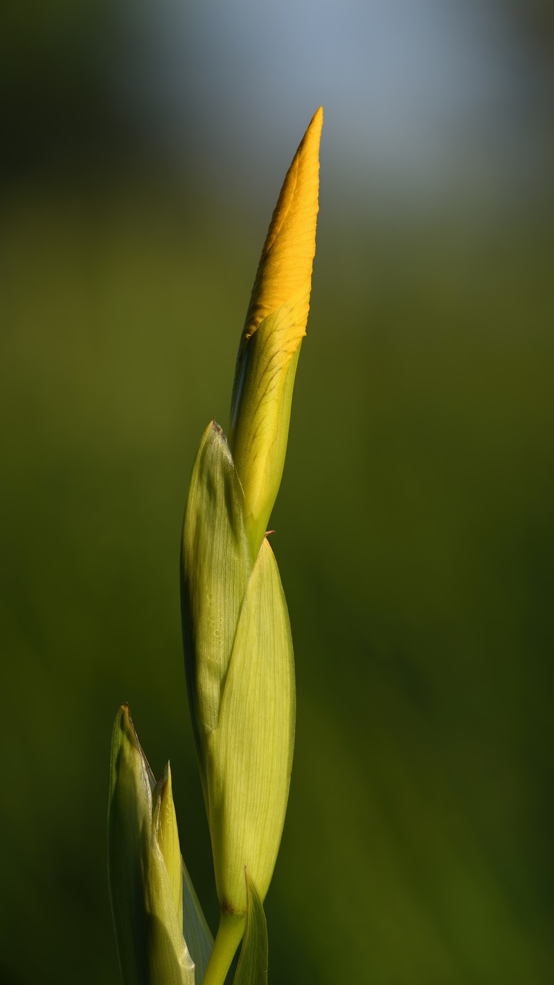 Paleyellow Iris photo 3