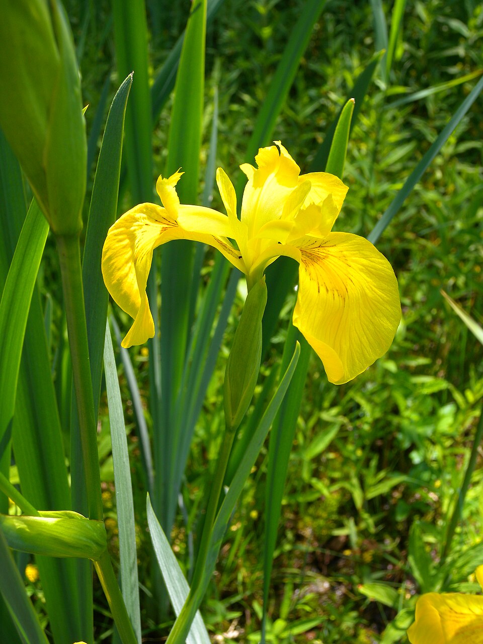 Paleyellow Iris photo 5