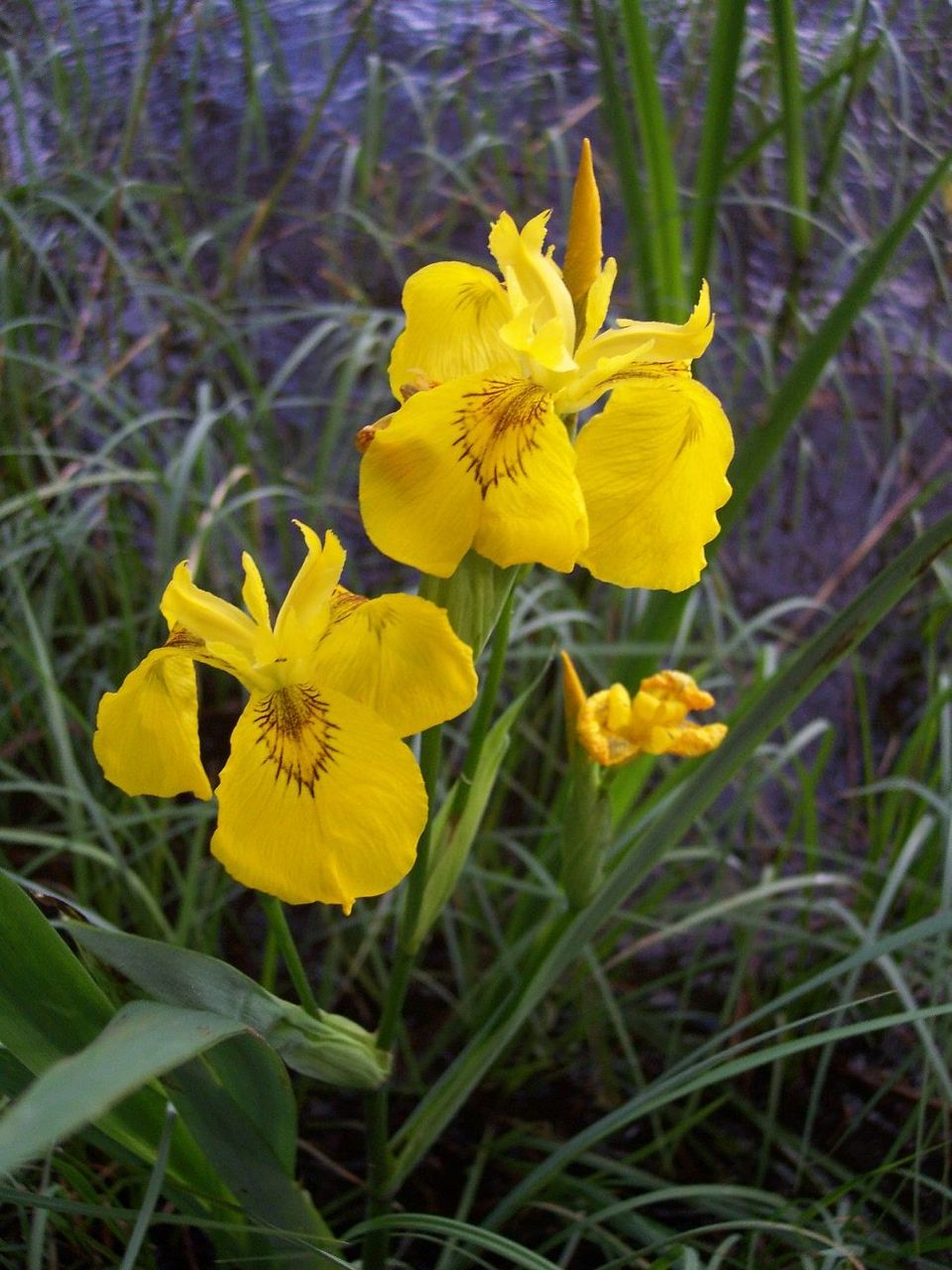 Paleyellow Iris photo 6
