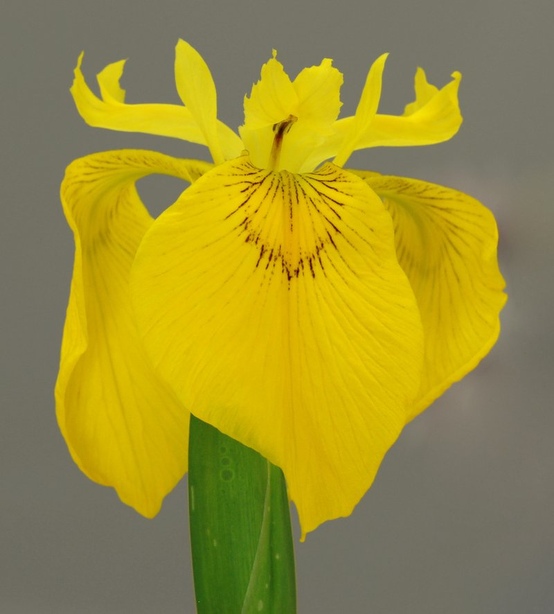 Paleyellow Iris photo 7