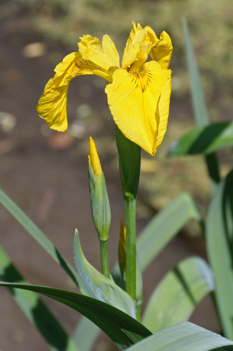 Paleyellow Iris