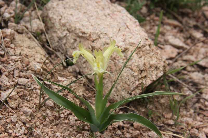 Iris pseudocapnoides