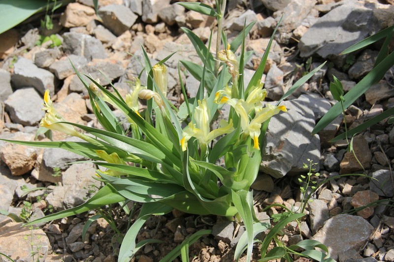 Iris pseudocapnoides photo 2