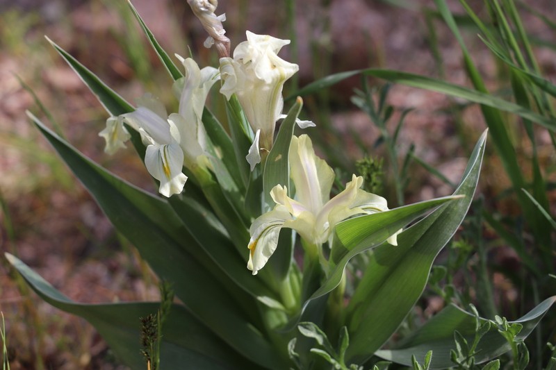Iris pseudocapnoides photo 3