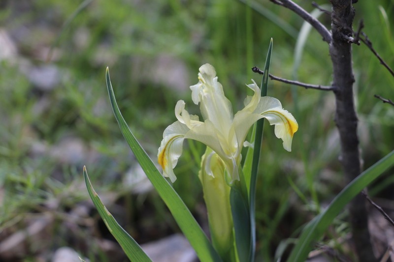 Iris pseudocapnoides photo 4
