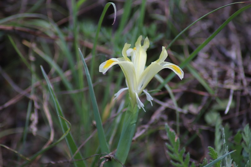 Iris pseudocapnoides photo 5
