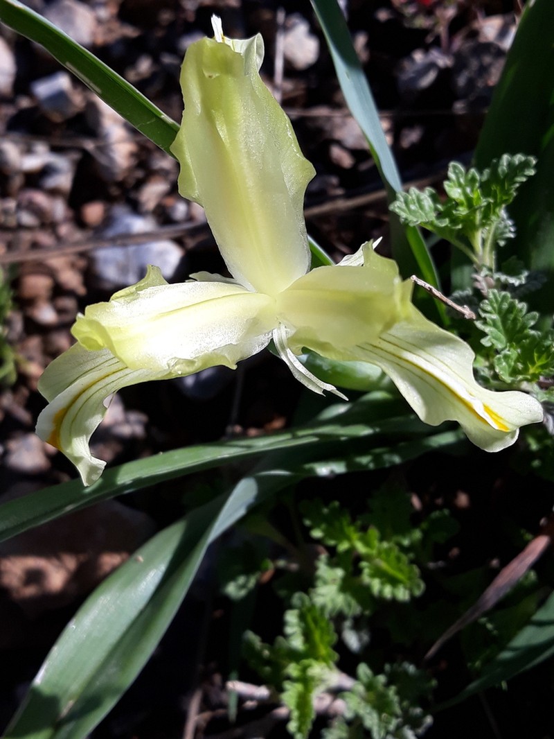 Iris pseudocapnoides photo 6