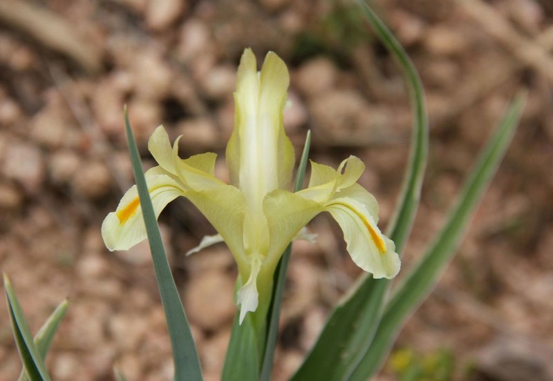 Iris pseudocapnoides photo 7