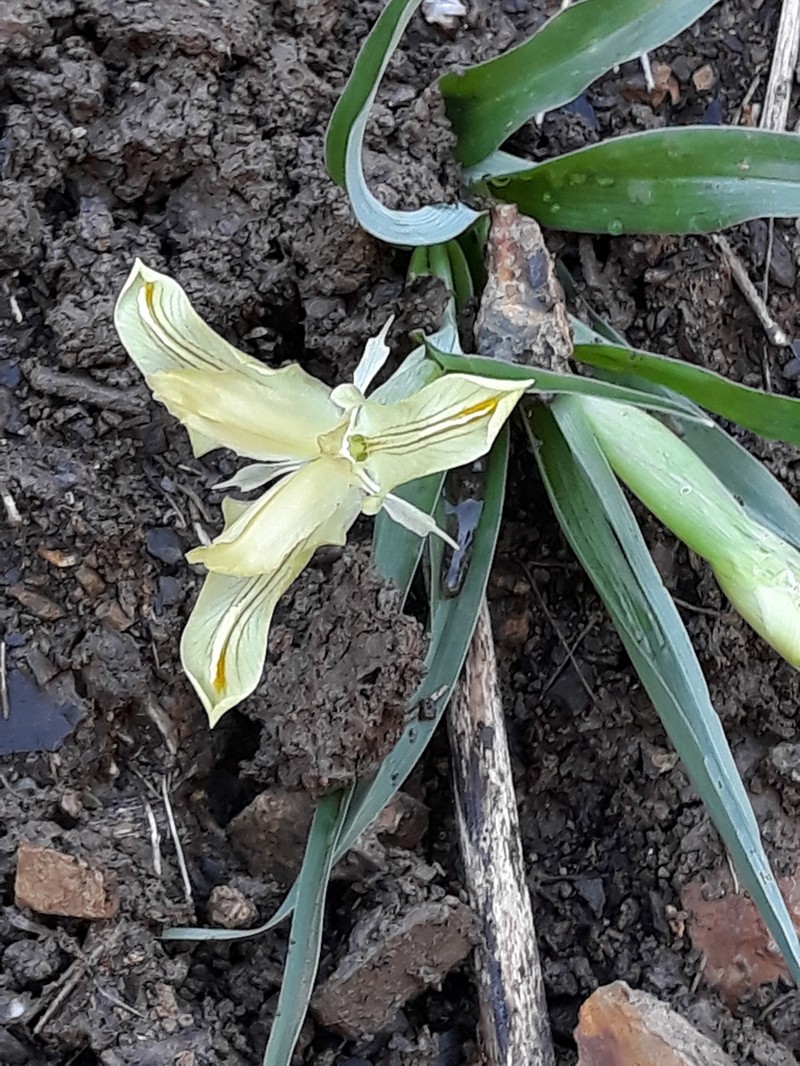 Iris pseudocapnoides photo 8