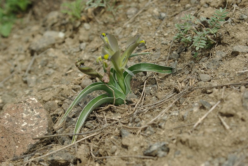 Iris pseudocaucasica photo 2