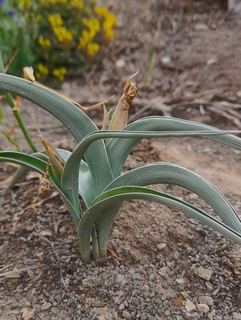 Iris pseudocaucasica photo 3