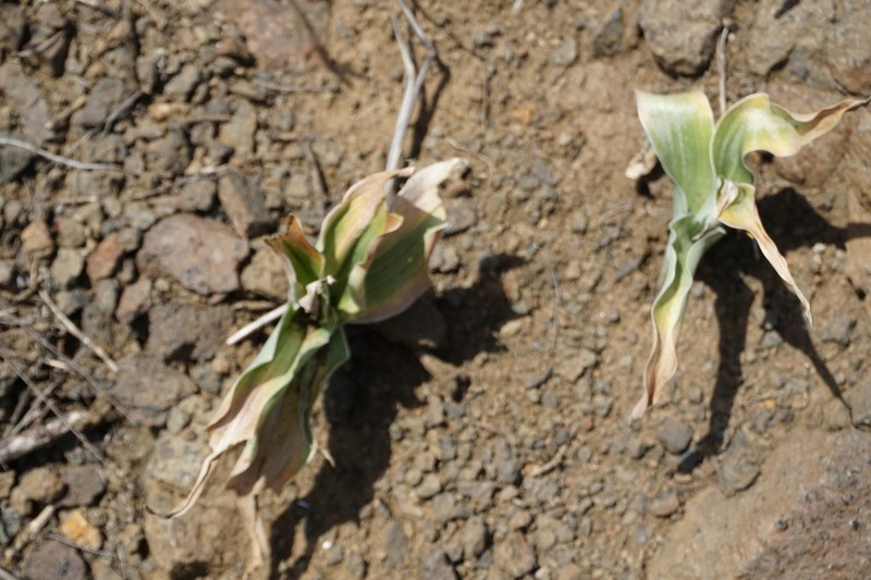 Iris pseudocaucasica photo 4