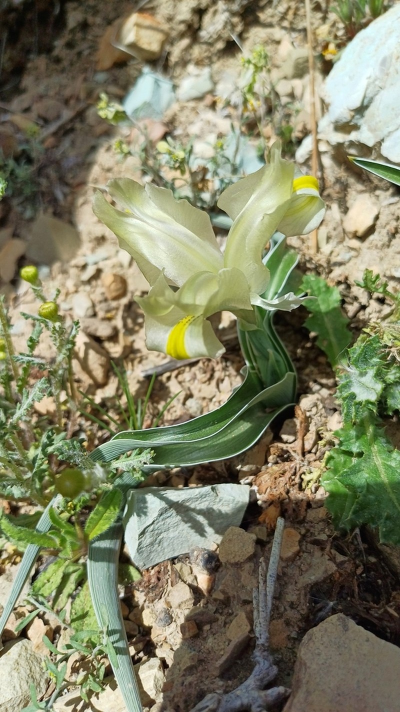 Iris pseudocaucasica photo 5