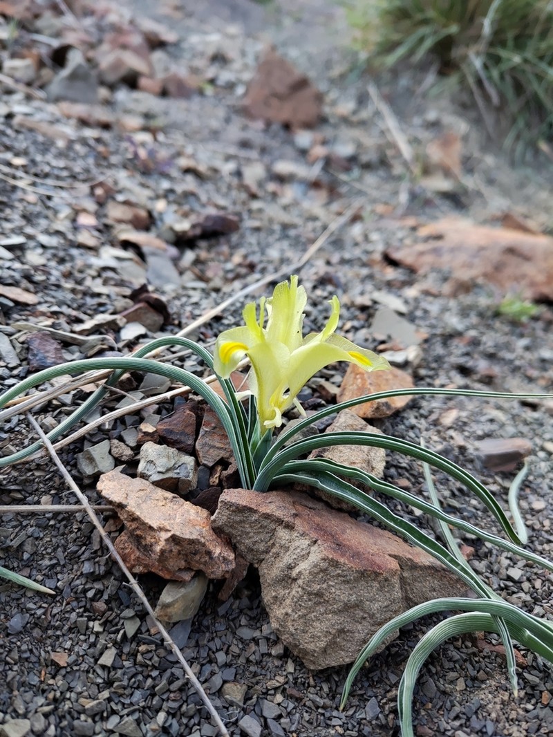 Iris pseudocaucasica photo 6