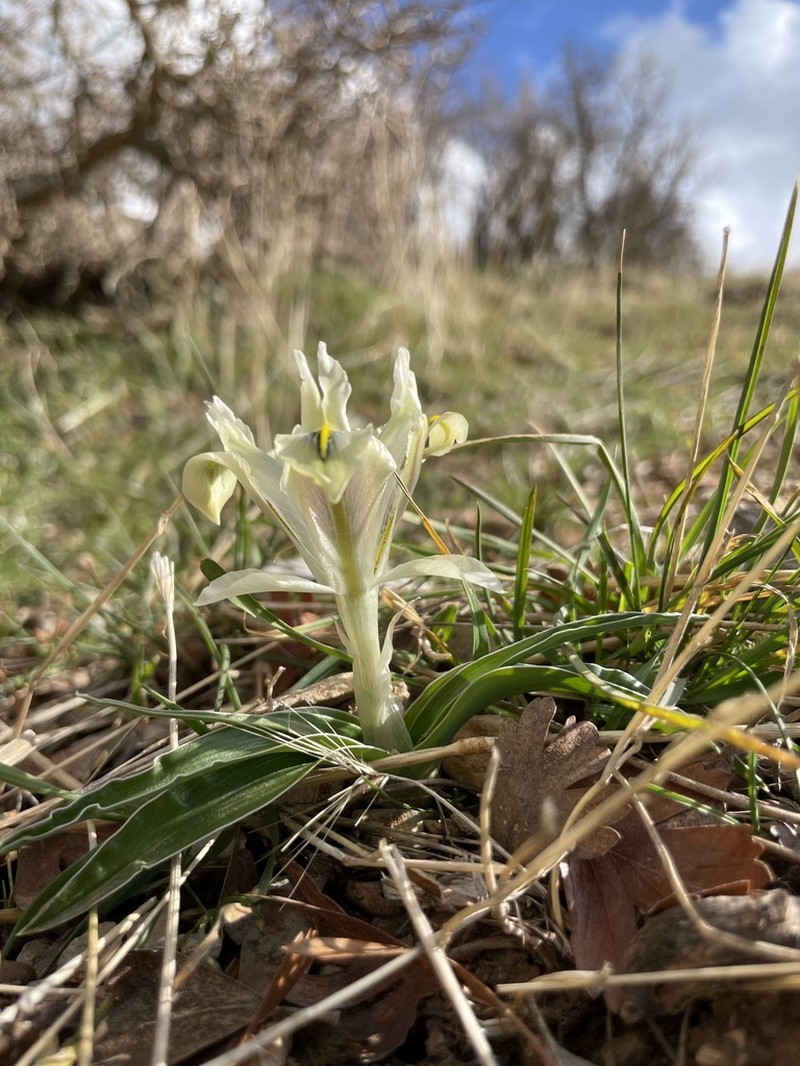 Iris pseudocaucasica photo 7