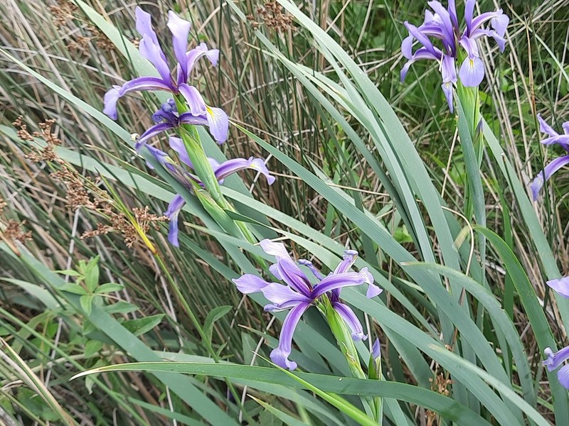 Iris pseudonotha