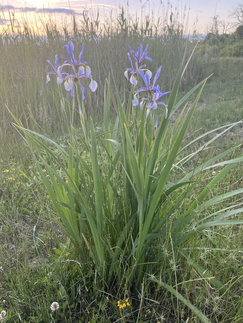 Iris pseudonotha photo 2
