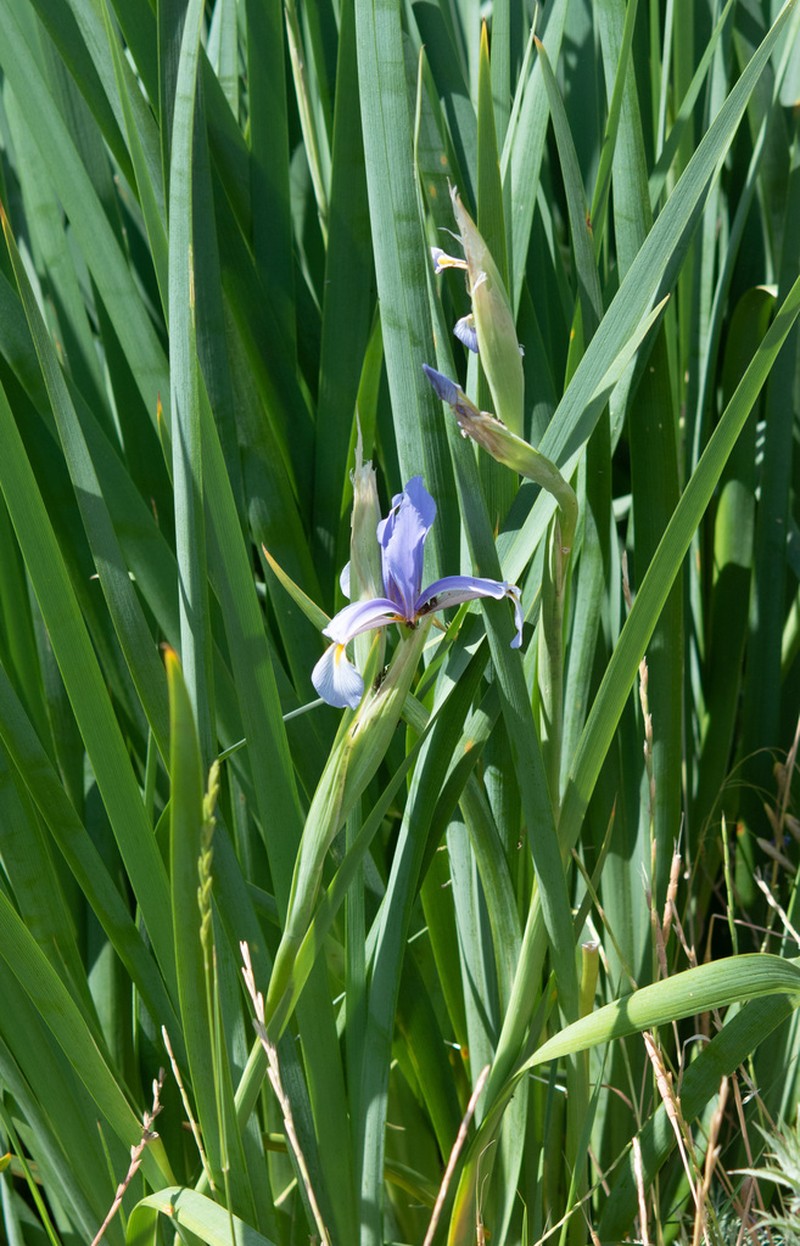 Iris pseudonotha photo 4