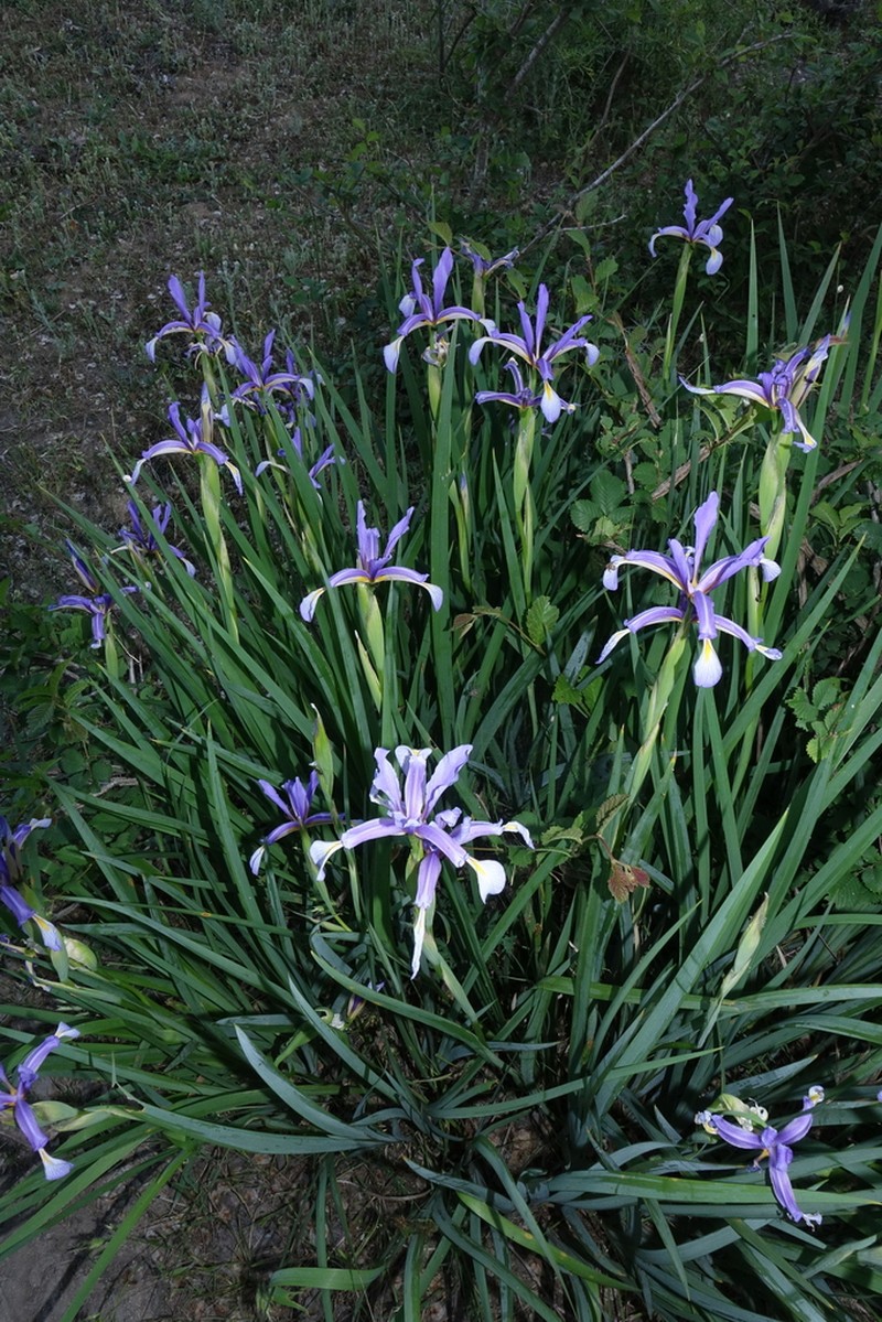 Iris pseudonotha photo 5