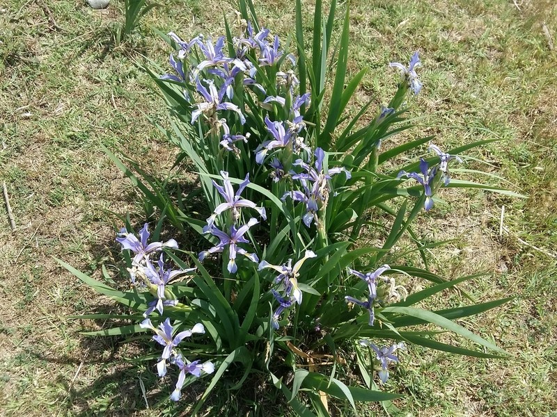 Iris pseudonotha photo 6