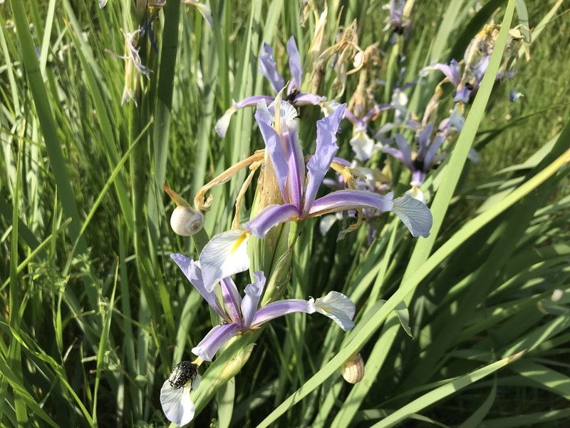 Iris pseudonotha photo 7