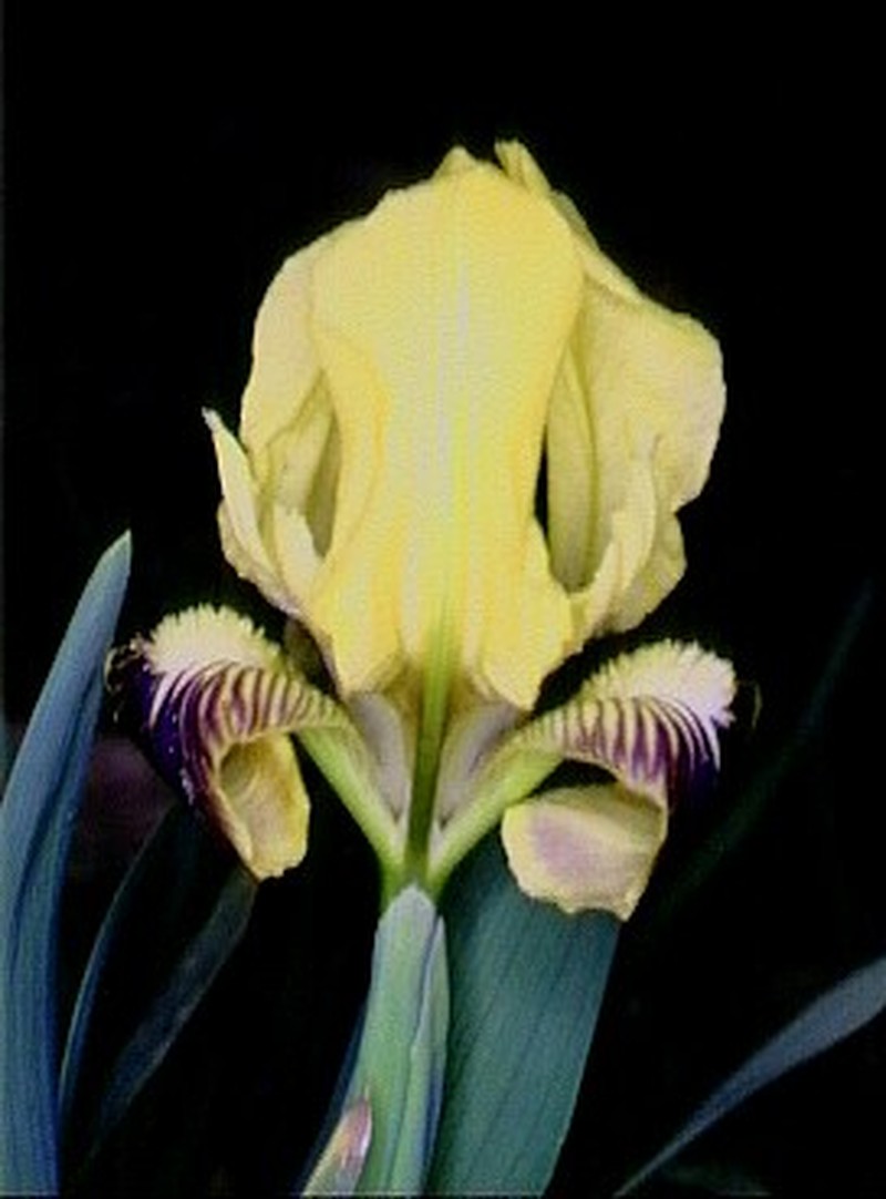 Iris pseudopumila