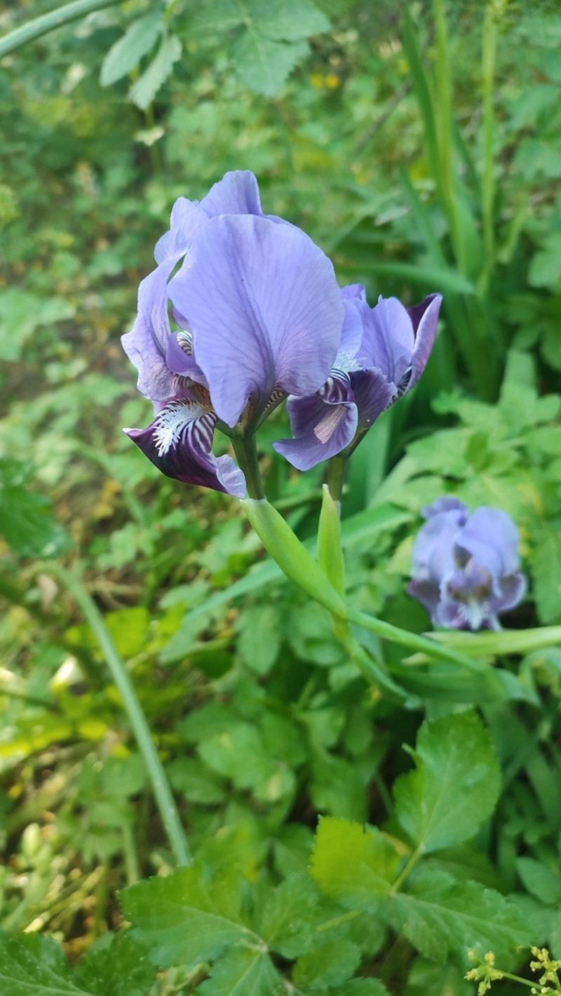 Iris pseudopumila photo 2