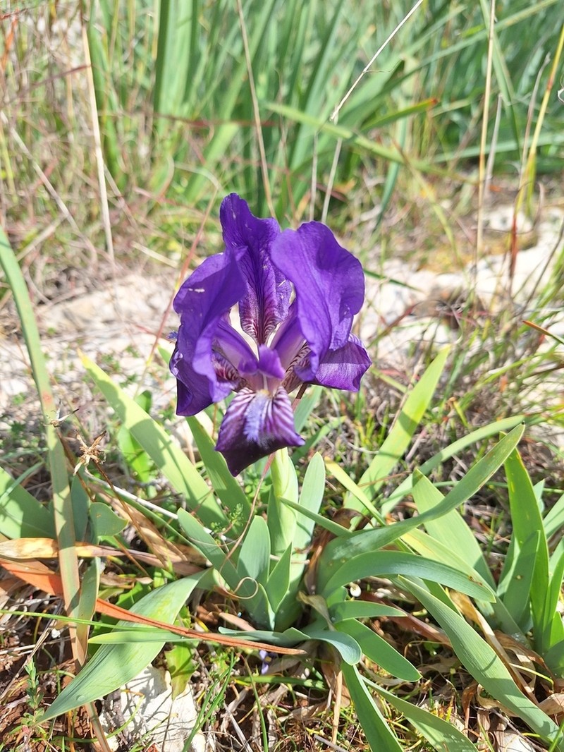 Iris pseudopumila photo 3