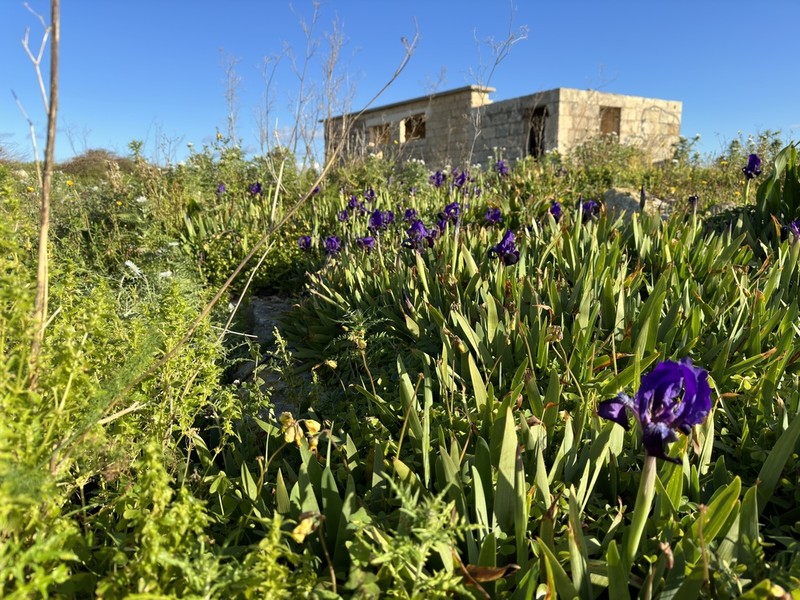 Iris pseudopumila photo 4