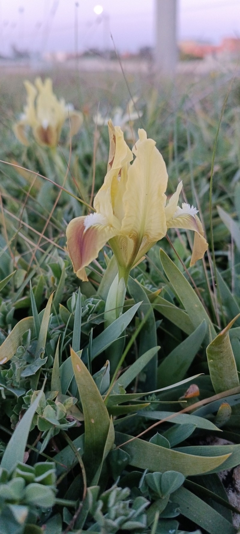 Iris pseudopumila photo 5