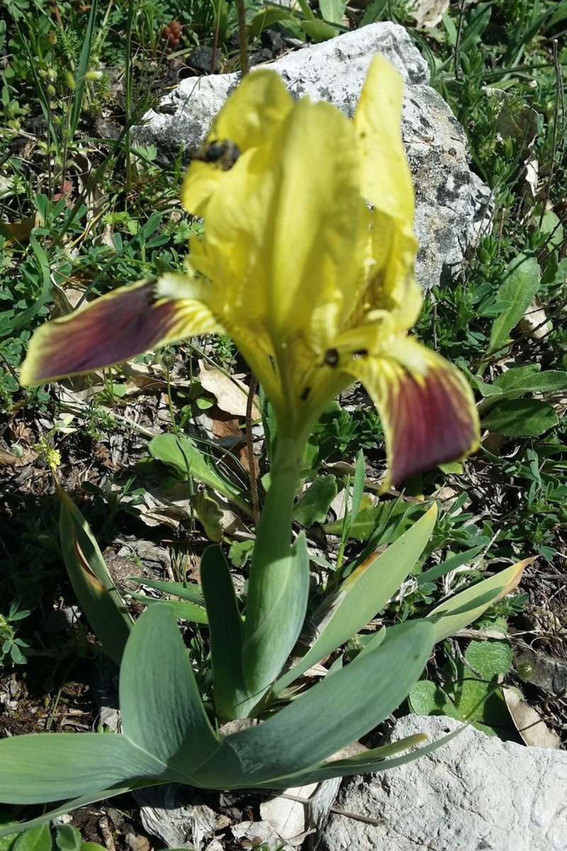 Iris pseudopumila photo 6