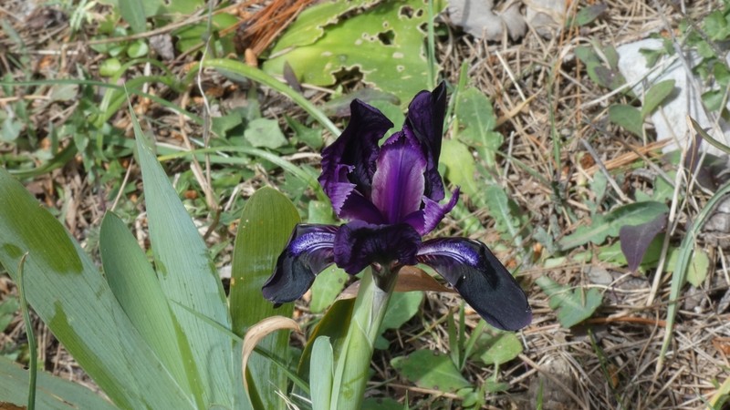 Iris pseudopumila photo 7