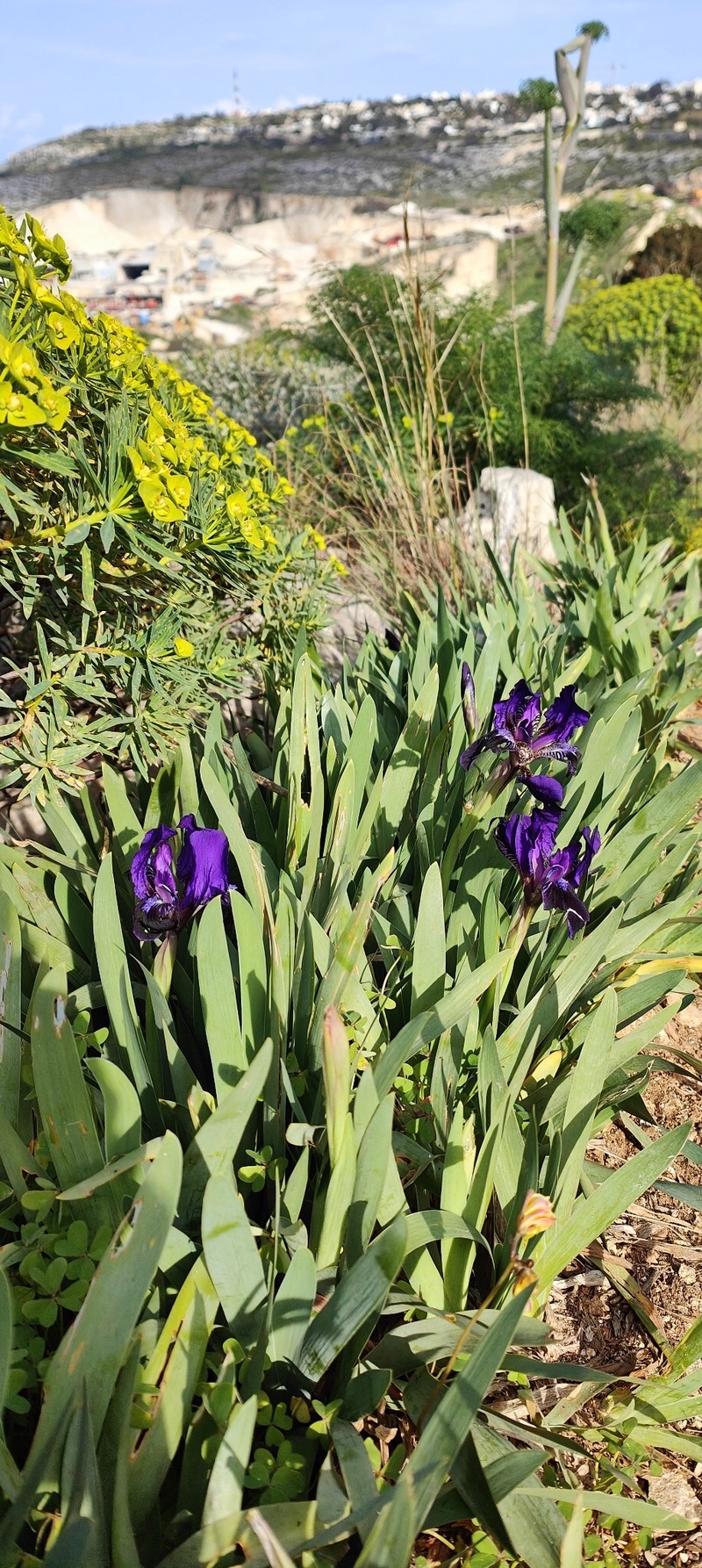 Iris pseudopumila subsp. gozoensis