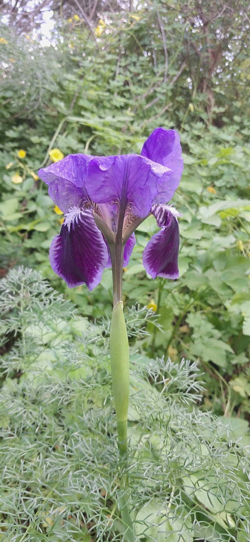 Iris pseudopumila subsp. gozoensis photo 2