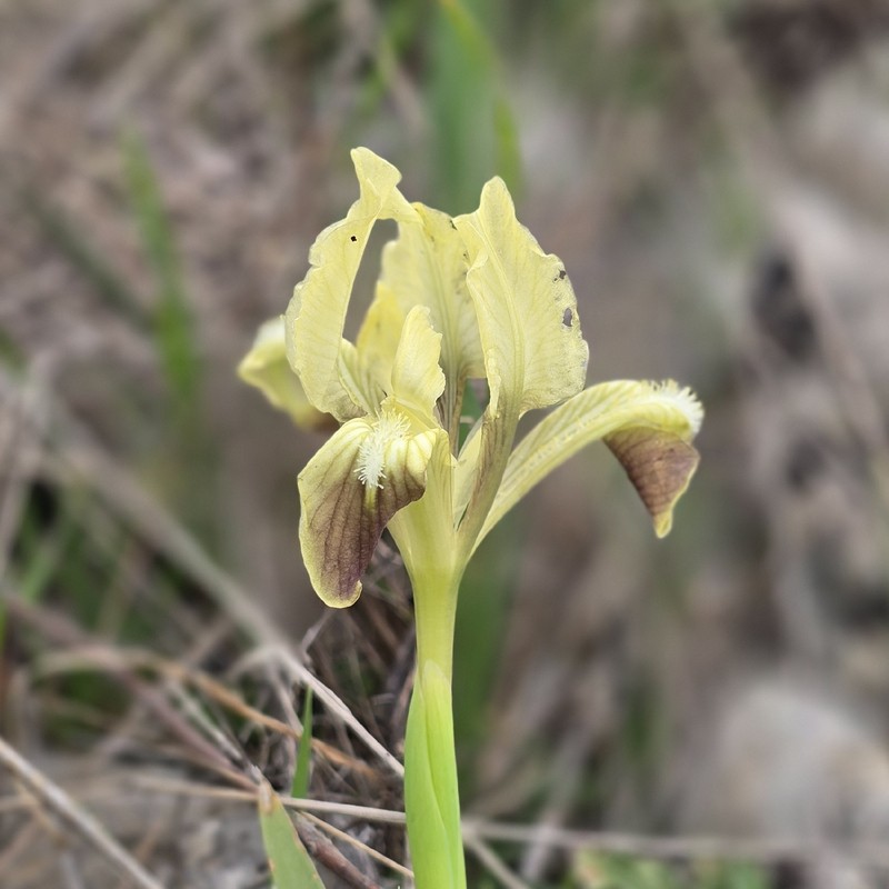 Iris pseudopumila subsp. pseudopumila