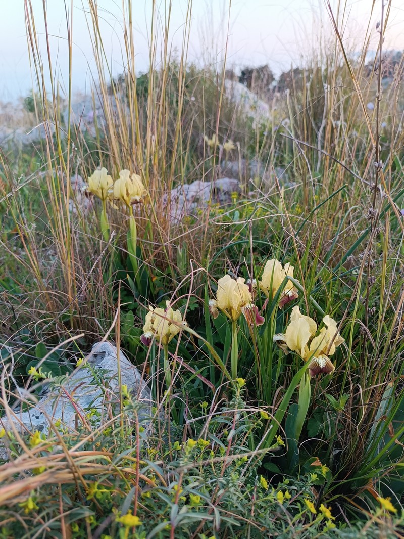 Iris pseudopumila subsp. pseudopumila photo 2