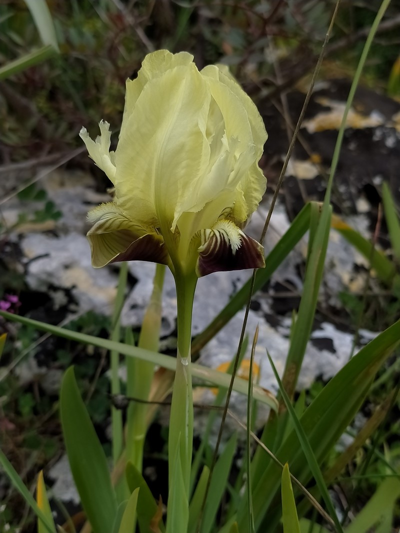 Iris pseudopumila subsp. pseudopumila photo 3