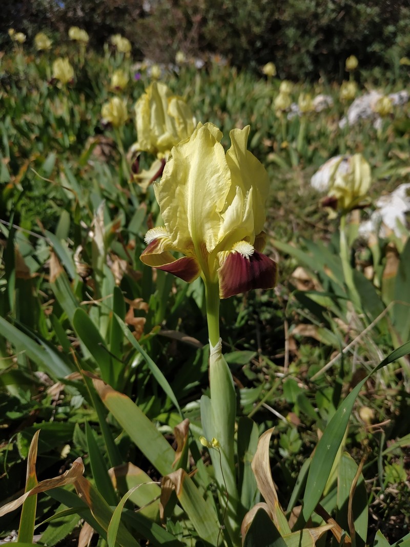 Iris pseudopumila subsp. pseudopumila photo 4