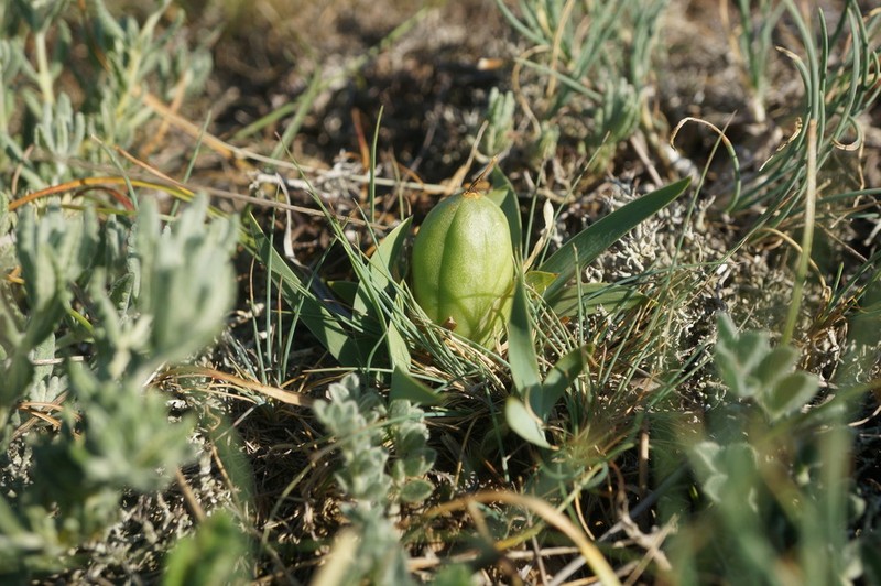 Dwarf Iris photo 3