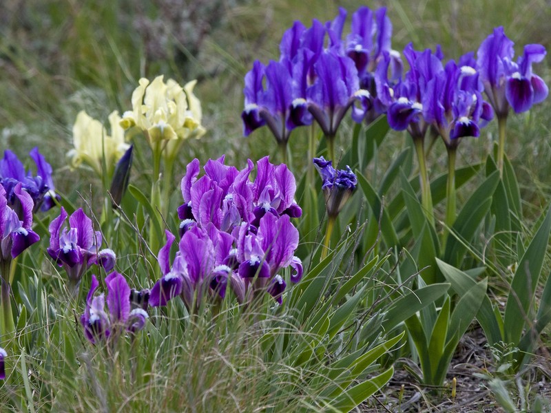 Dwarf Iris photo 4
