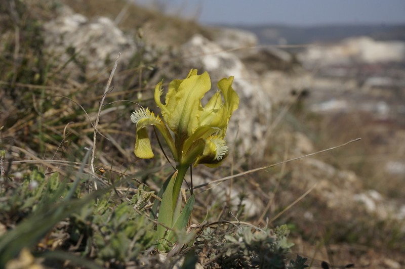 Dwarf Iris photo 5