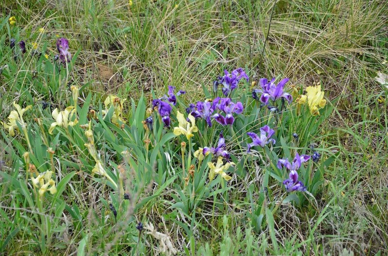 Dwarf Iris photo 7