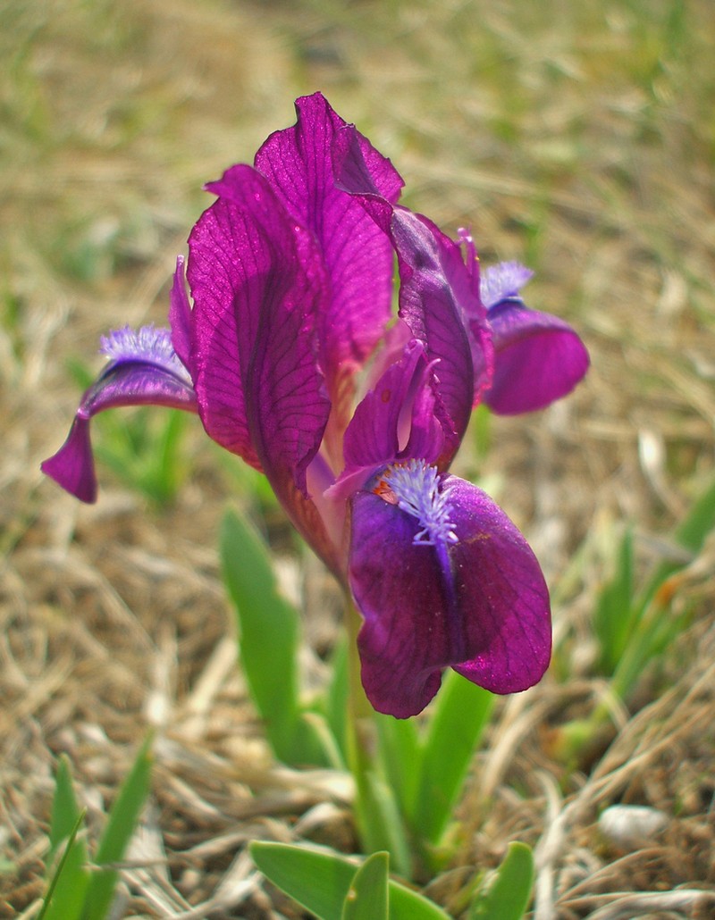 Dwarf Iris photo 8