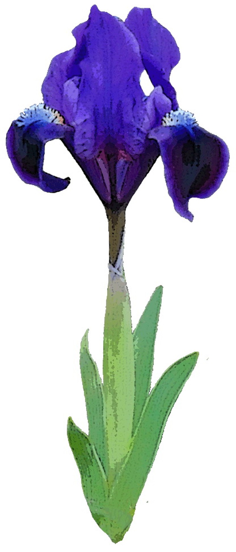 Dwarf Iris photo 2