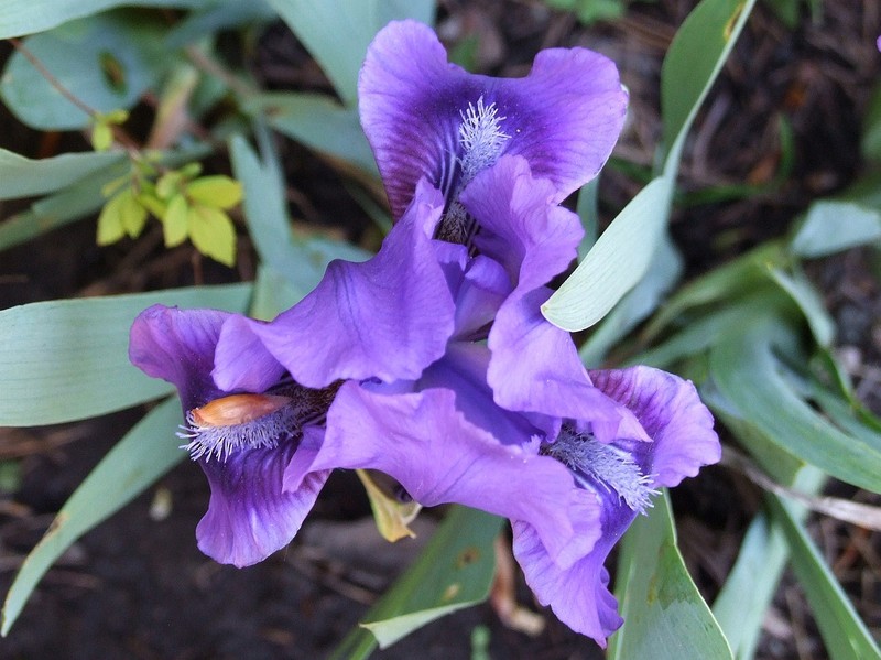 Dwarf Iris photo 3